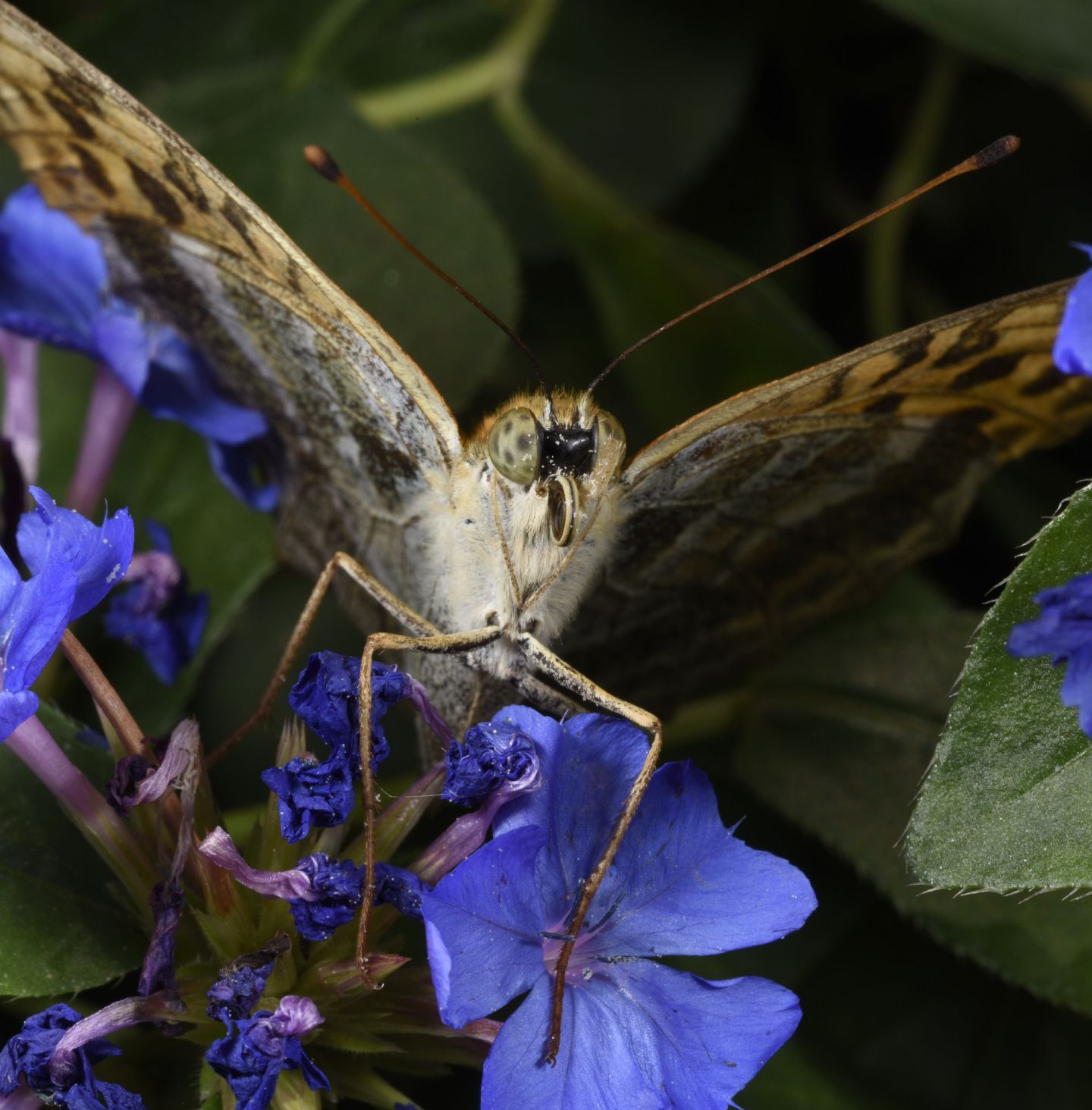 Richiesta classificazione: Argynnis (Argynnis) paphia f. valesina - Nymphalidae